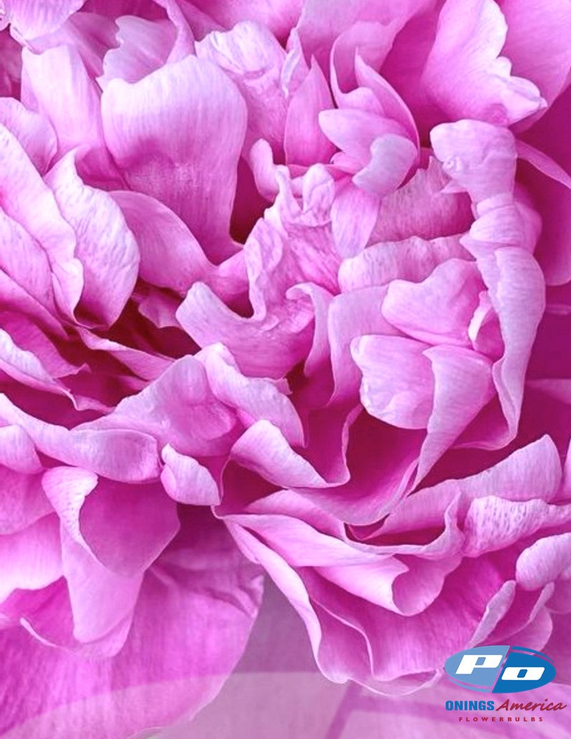 Peony: 20 Alexander Fleming 5/8 eyes
