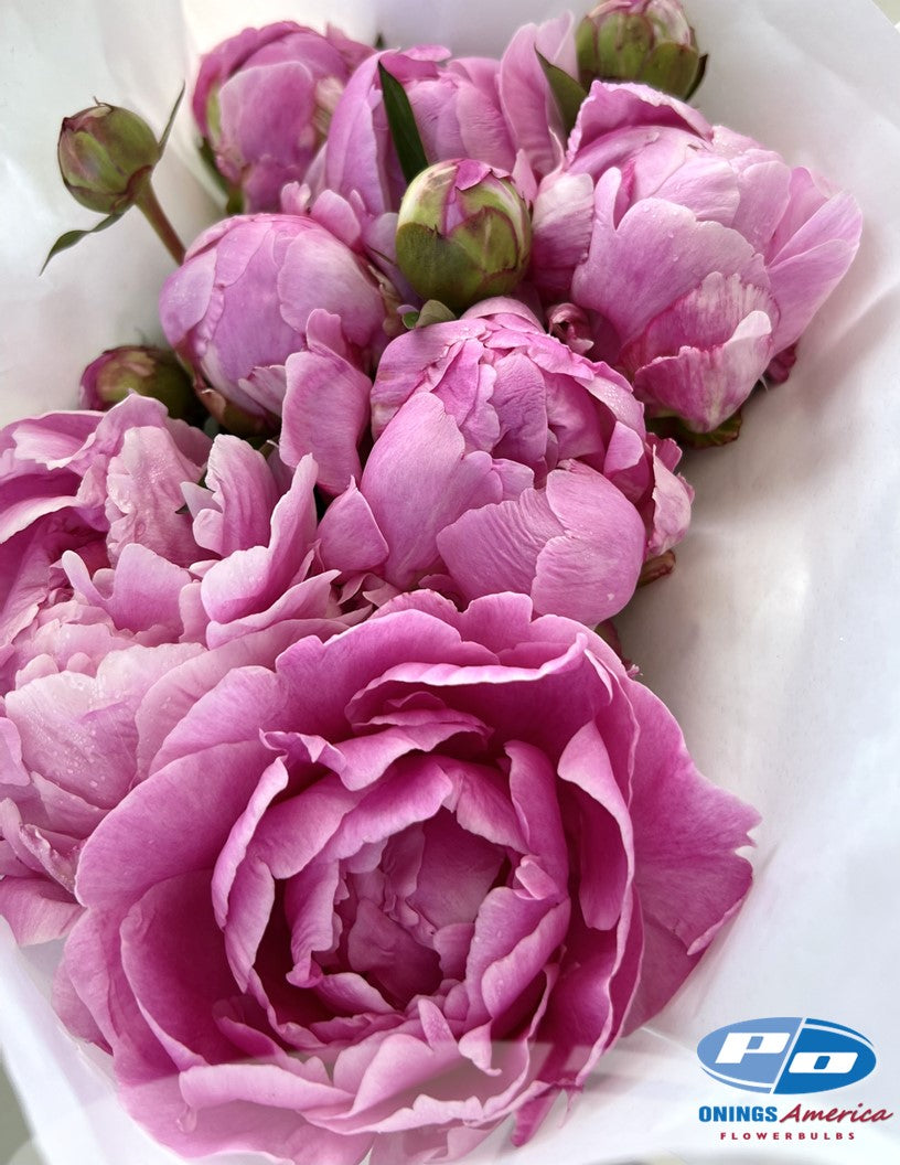 Peony: 20 Alexander Fleming 5/8 eyes