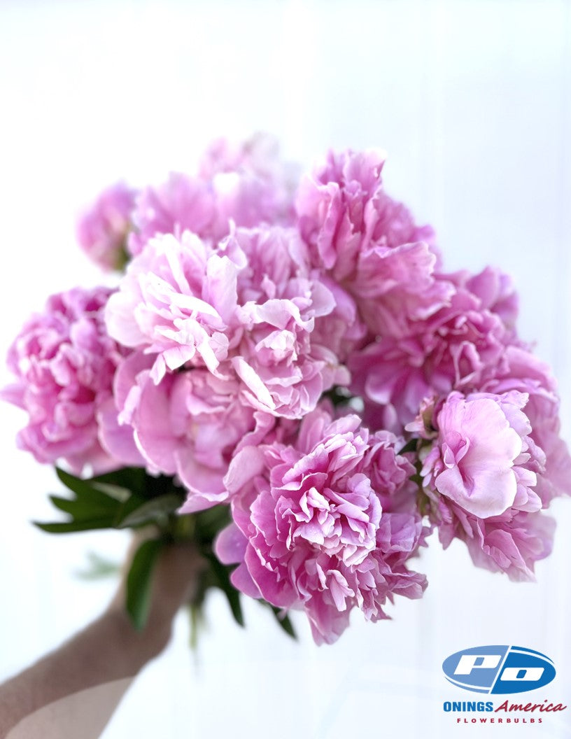 Peony: 20 Alexander Fleming 5/8 eyes