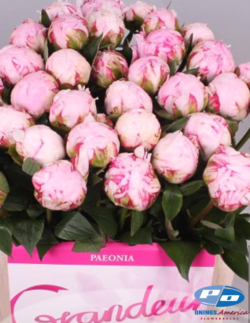 Peony: 20 Sarah Bernhardt 5/8 eyes (March 2026 shipping)