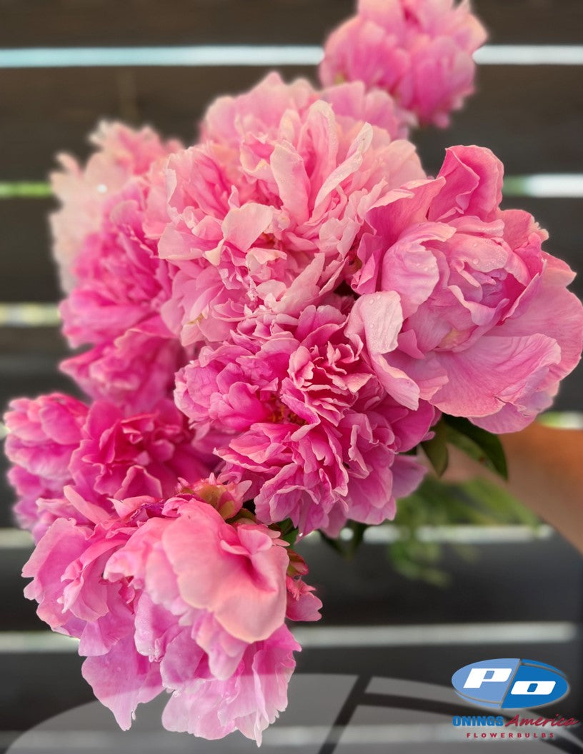 Peony: 20 Alexander Fleming 5/8 eyes