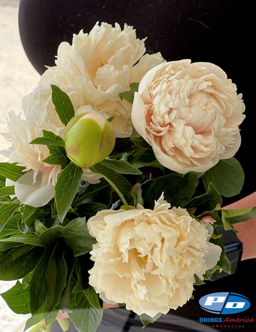 Peony: 20 Colonel Own Cousins 5/8 eyes