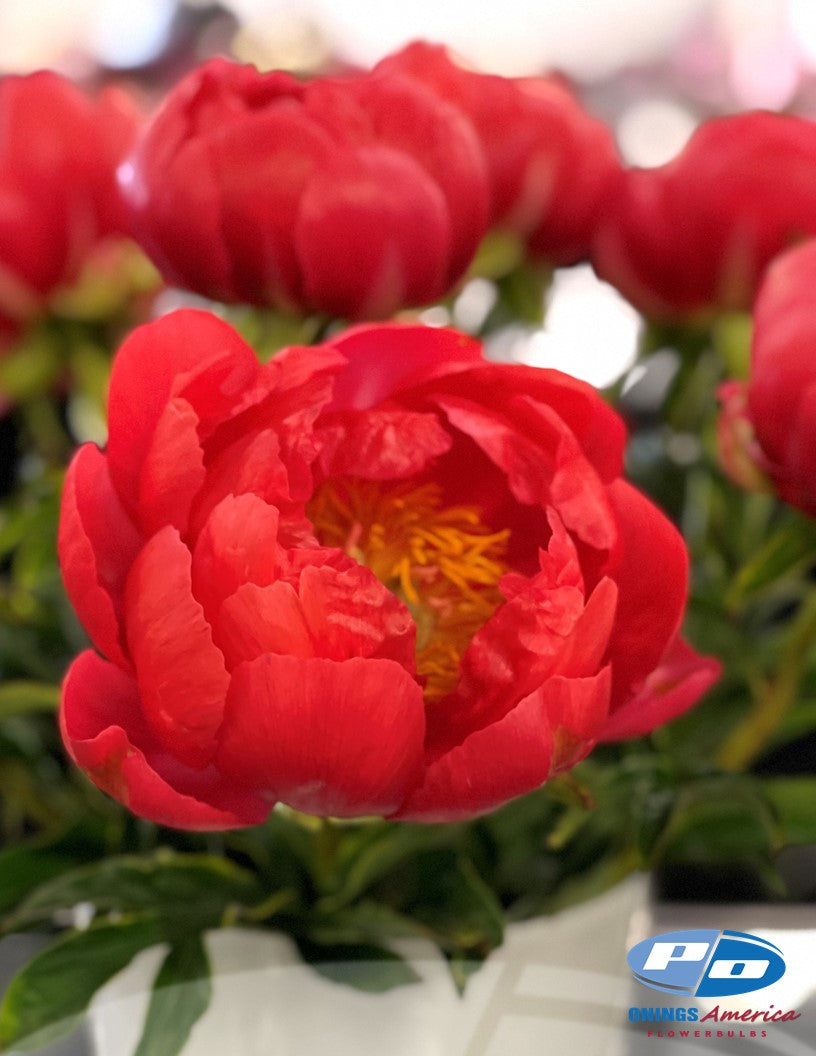 Peony: 20 Coral Magic 5/8 eyes