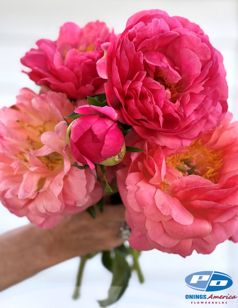 Peony: 20 Coral Sunset 5/8 eyes