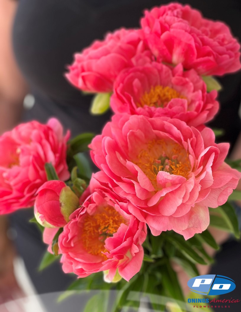 Peony: 20 Coral Sunset 5/8 eyes