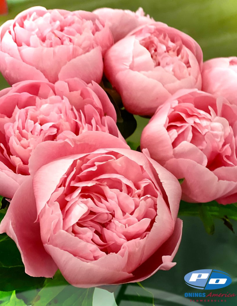 Peony: 20 Etched Salmon 5/8 eyes