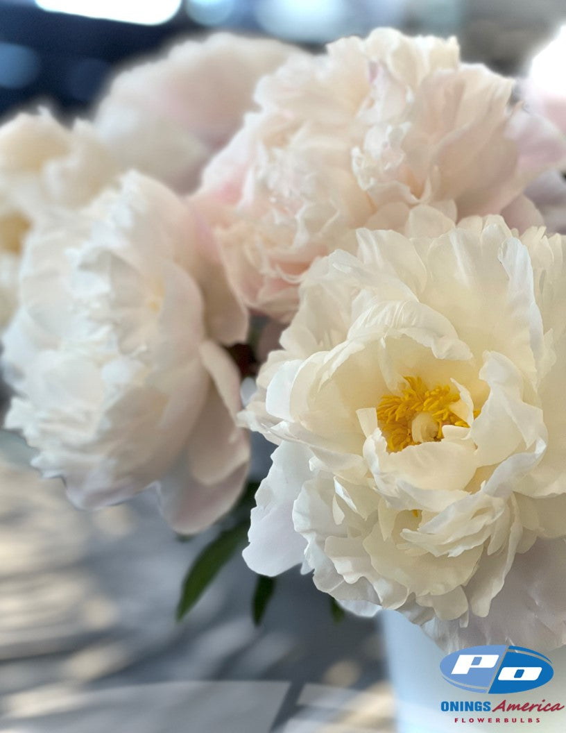 Peony: 20 Gardenia 5/8 eyes
