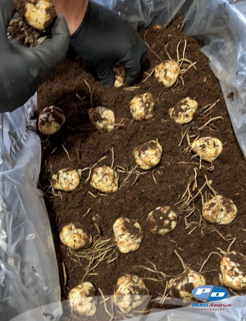 Lilies: Double and OxT Lily bulbs (ship week 8 2026)