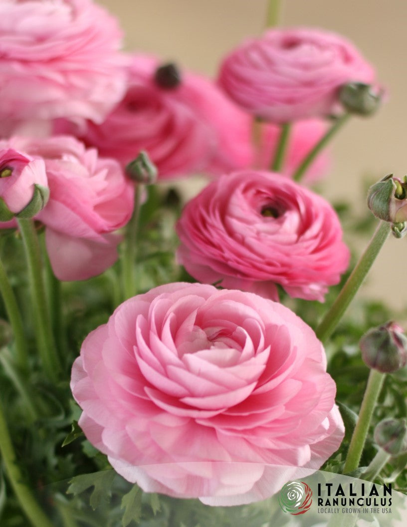 Ranunculus and Anemone Special (Mid August shipping)
