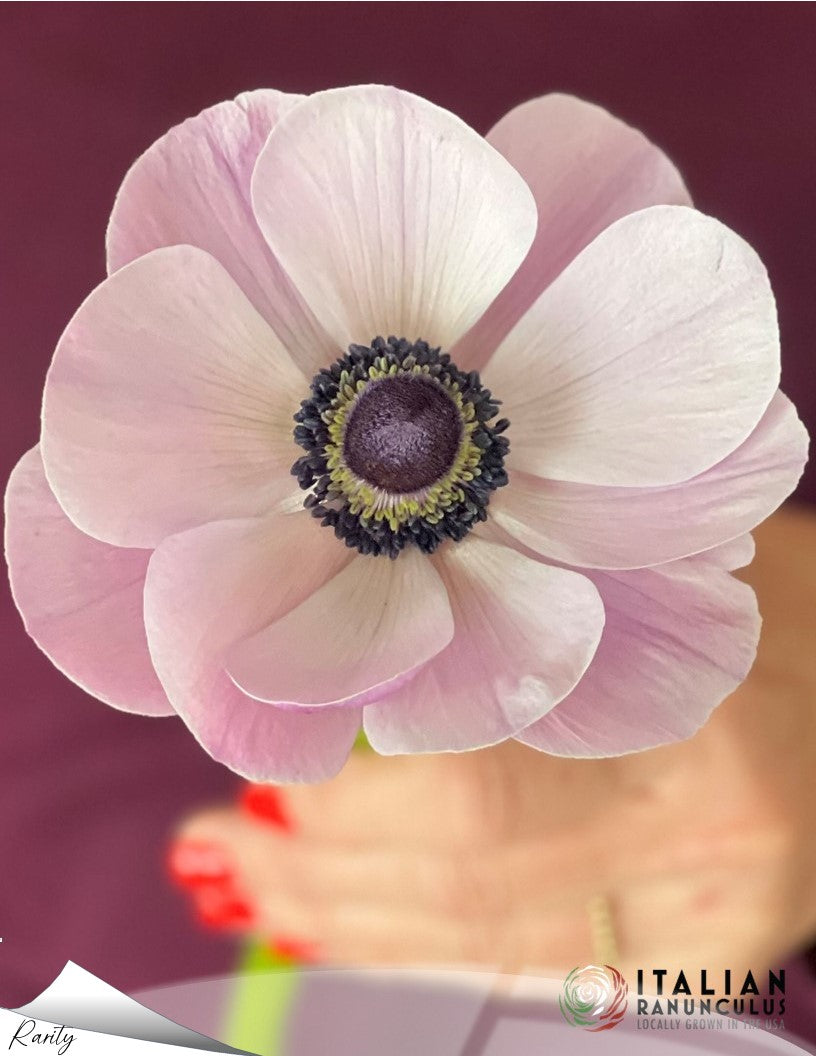 Italian Anemone pastel mix (revised)
