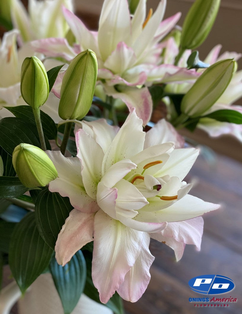 Lilies : Snowboard - pollen-less, double flowering Oriental lily