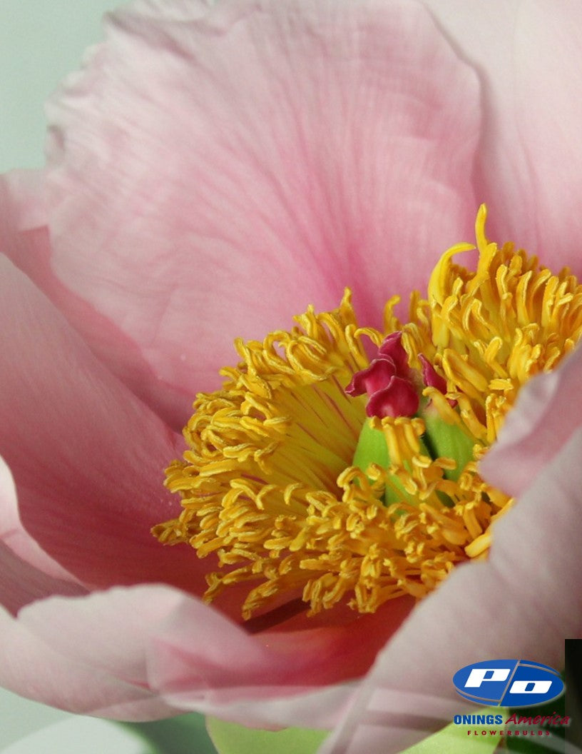 Peony: 20 Soft Salmon Saucer 5/8 eyes