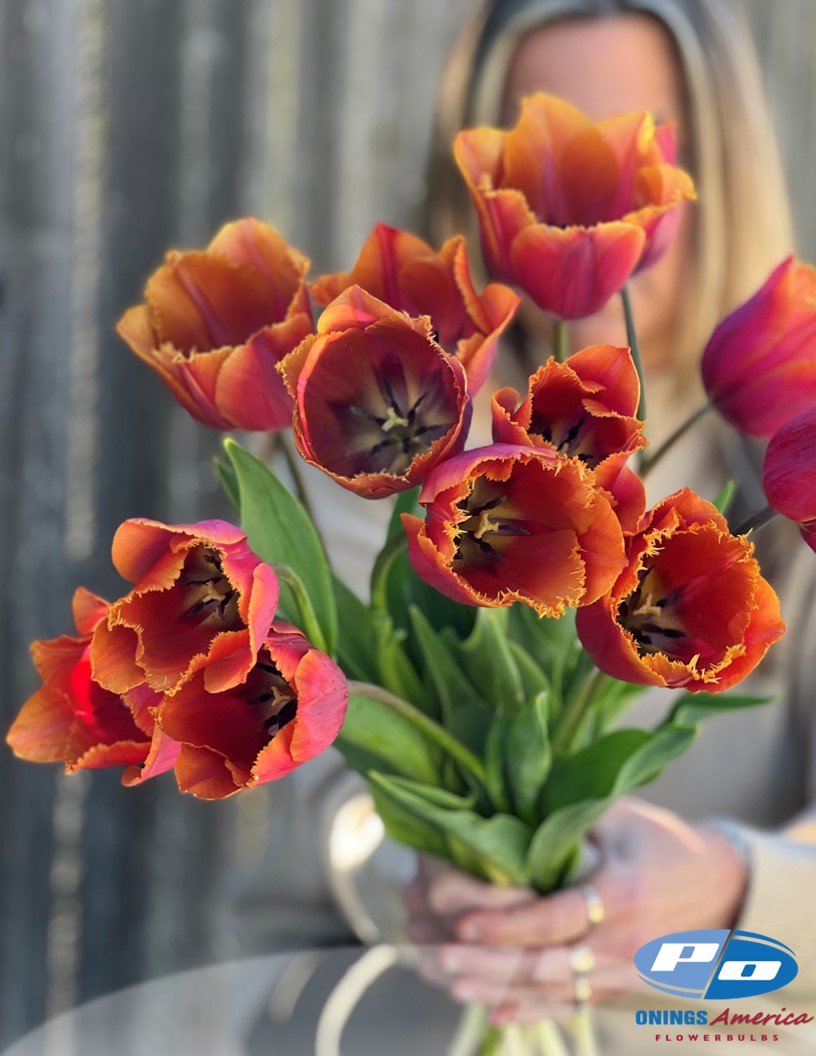 Tulip: Louvre Orange (ship week 43)