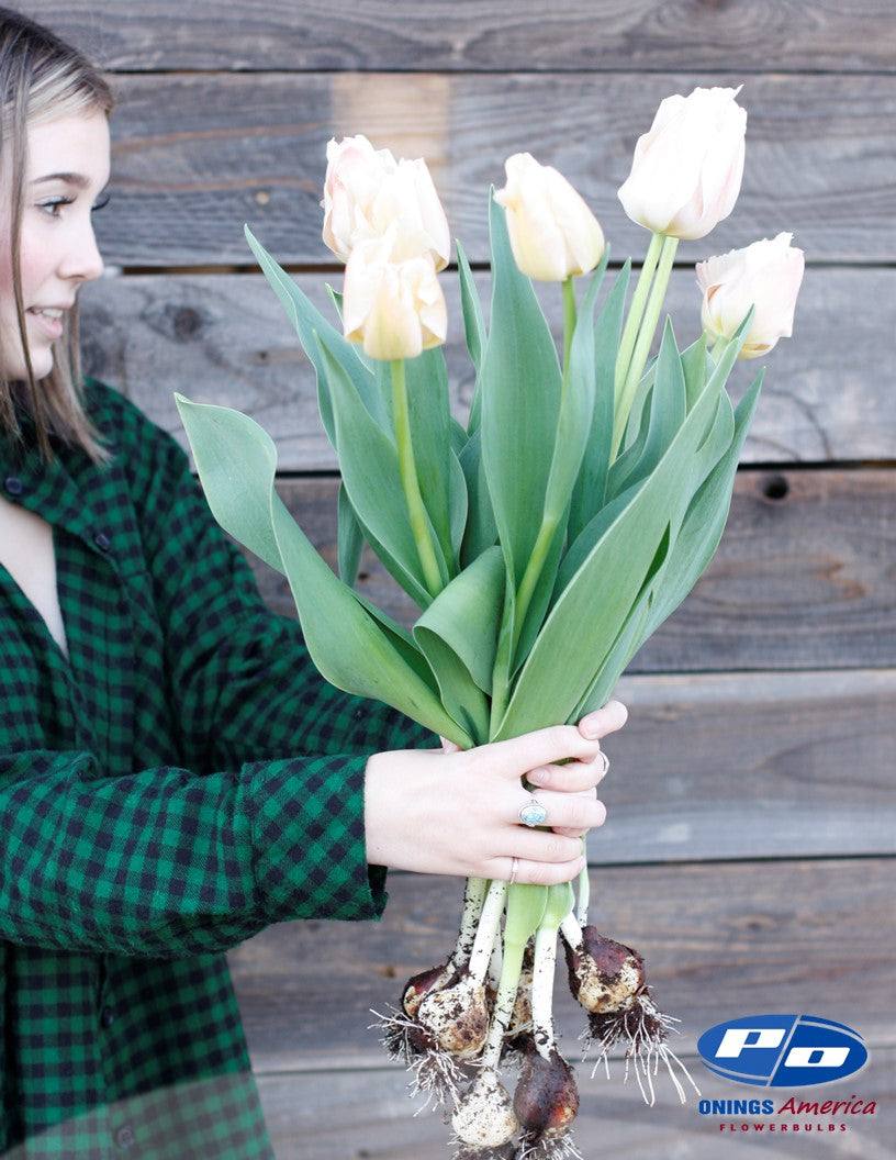 Tulip: Big Pride Tulip Mix (ship week 51) 48F Pre-cooled