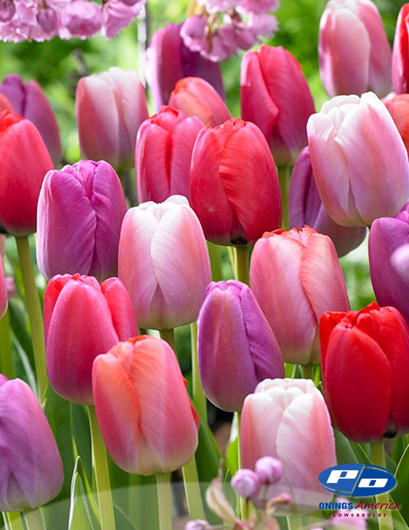 Tulip: Big Pride Tulip Mix (ship week 51) 48F Pre-cooled
