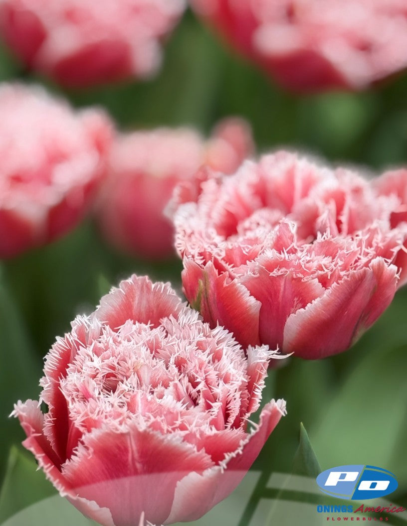 Tulip: Brest (ship week 43)