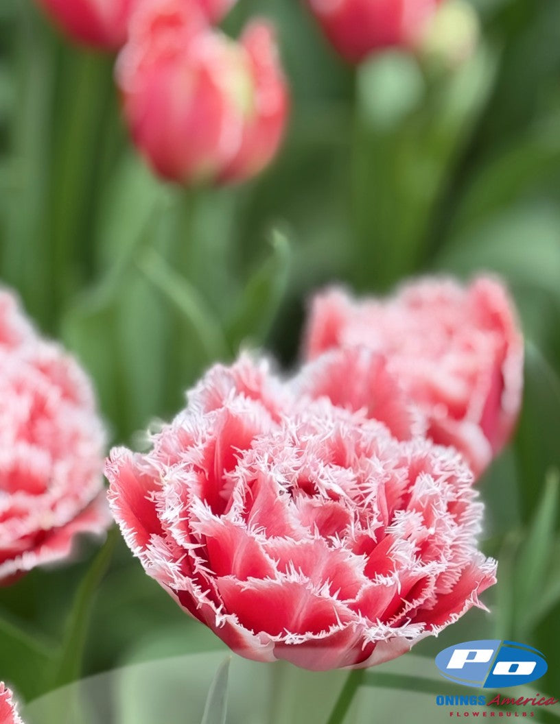 Tulip: Brest (ship week 43)