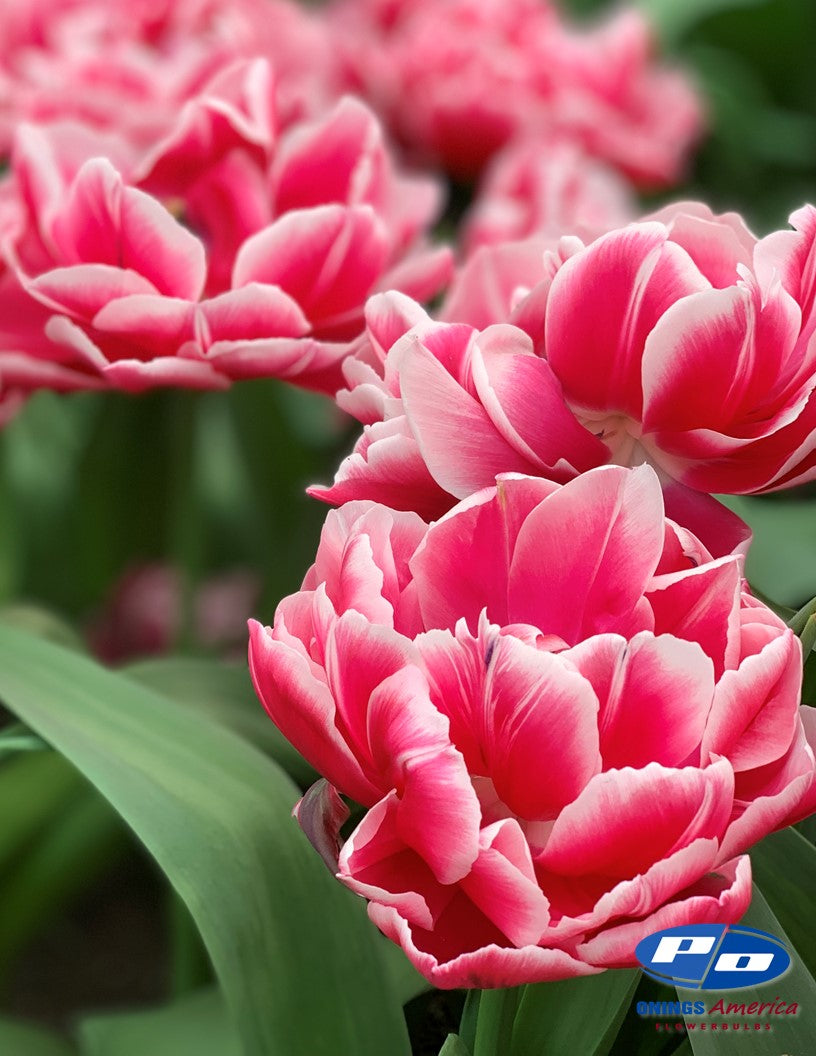 Tulip: Columbus (ship week 43)