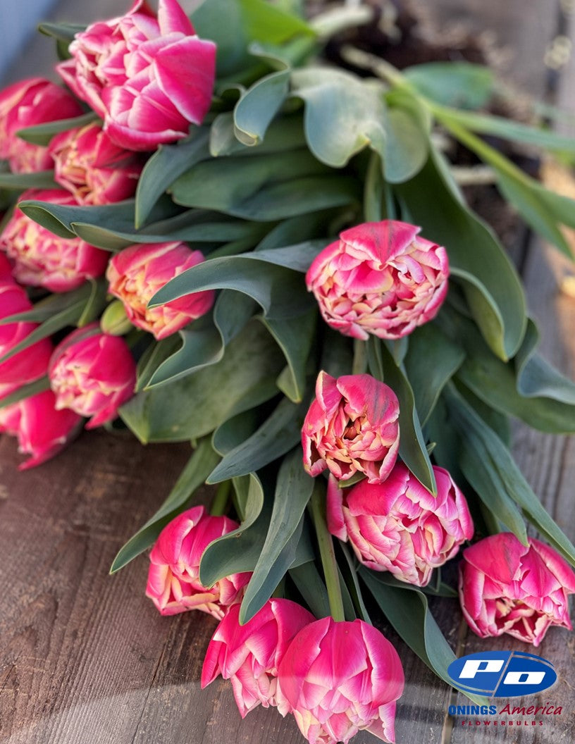 Tulip: Columbus (ship week 43)