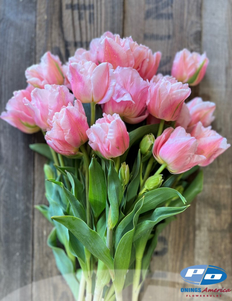 Tulip: Dreamer (ship week 43)