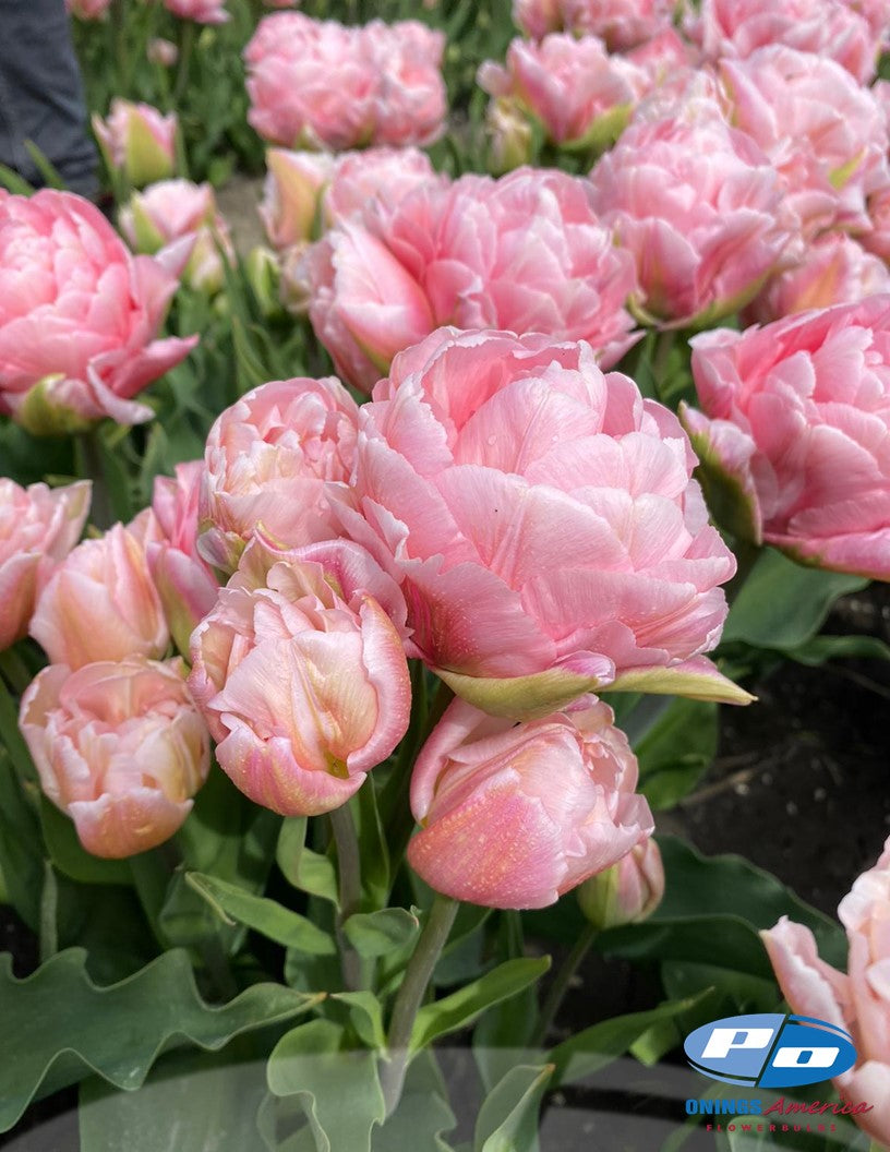 Tulip: Dreamer (ship week 43)