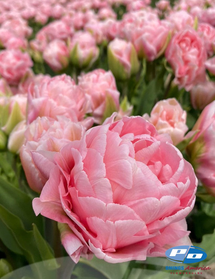 Tulip: Dreamer (ship week 43)