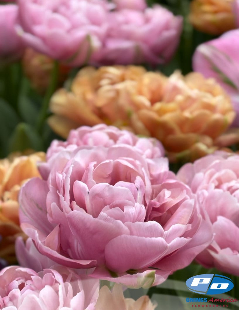 Tulip : Henkie Penkie (Early December 2026 Shipping) 48f treated