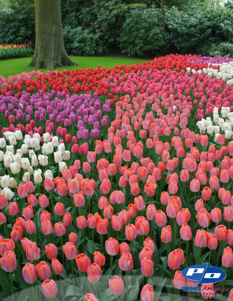 Tulip: Big Pride Tulip Mix (ship week 51) 48F Pre-cooled
