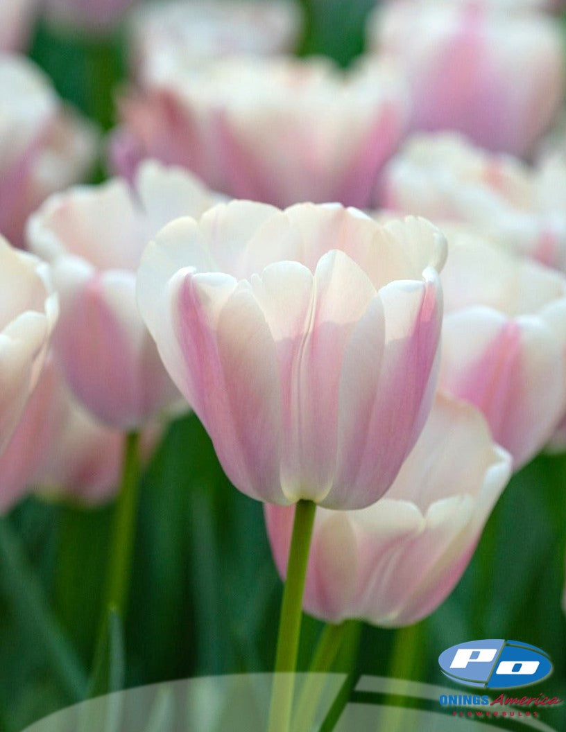 Tulip: Big Pride Tulip Mix (ship week 51) 48F Pre-cooled