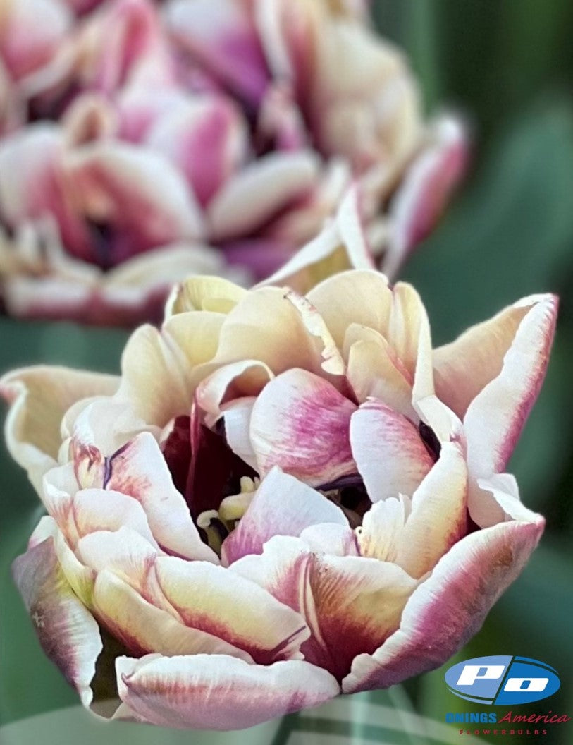 Tulip: Wyndham (ship week 43)