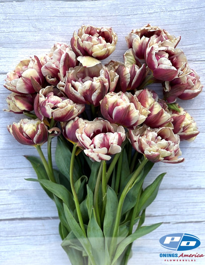 Tulip: Wyndham (ship week 43)