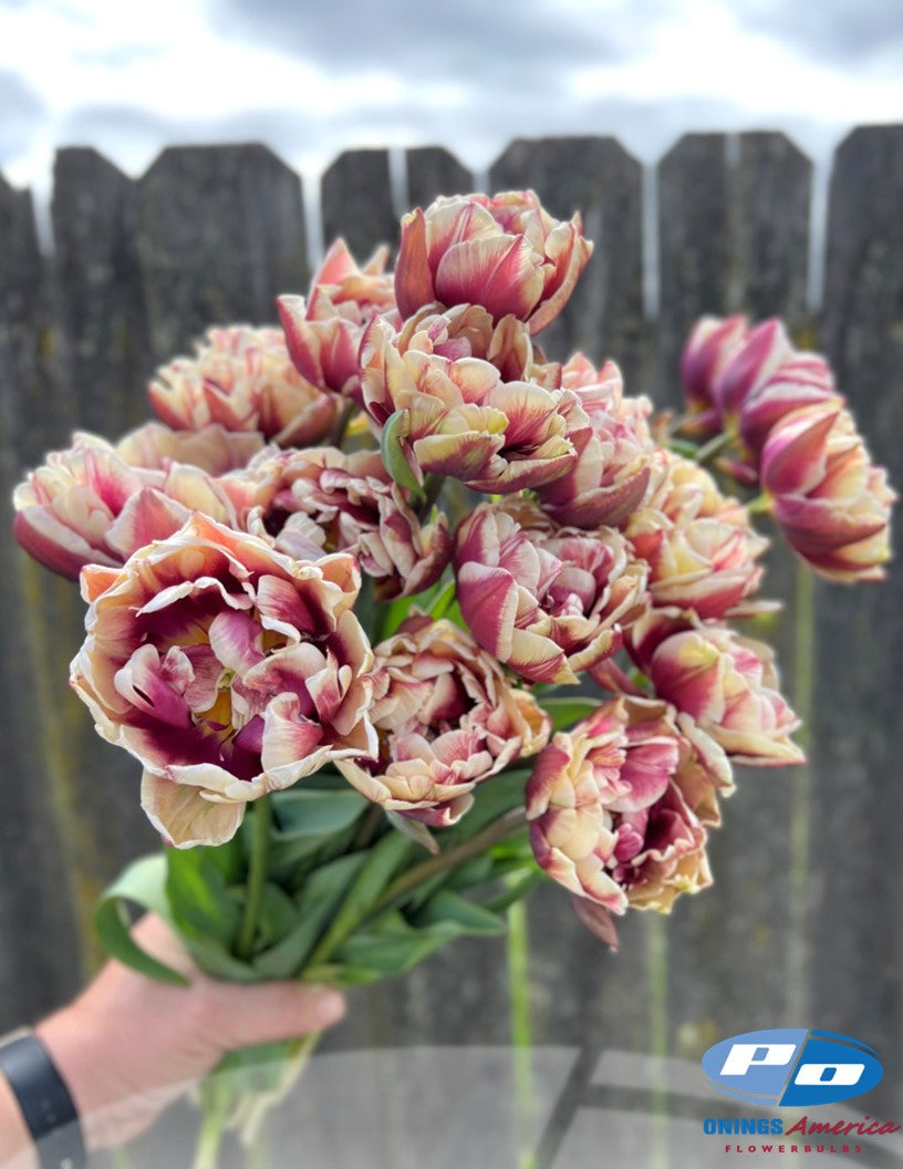 Tulip: Wyndham (ship week 43)