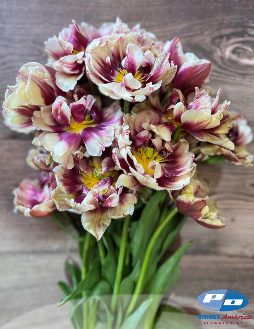 Tulip: Wyndham (ship week 43)