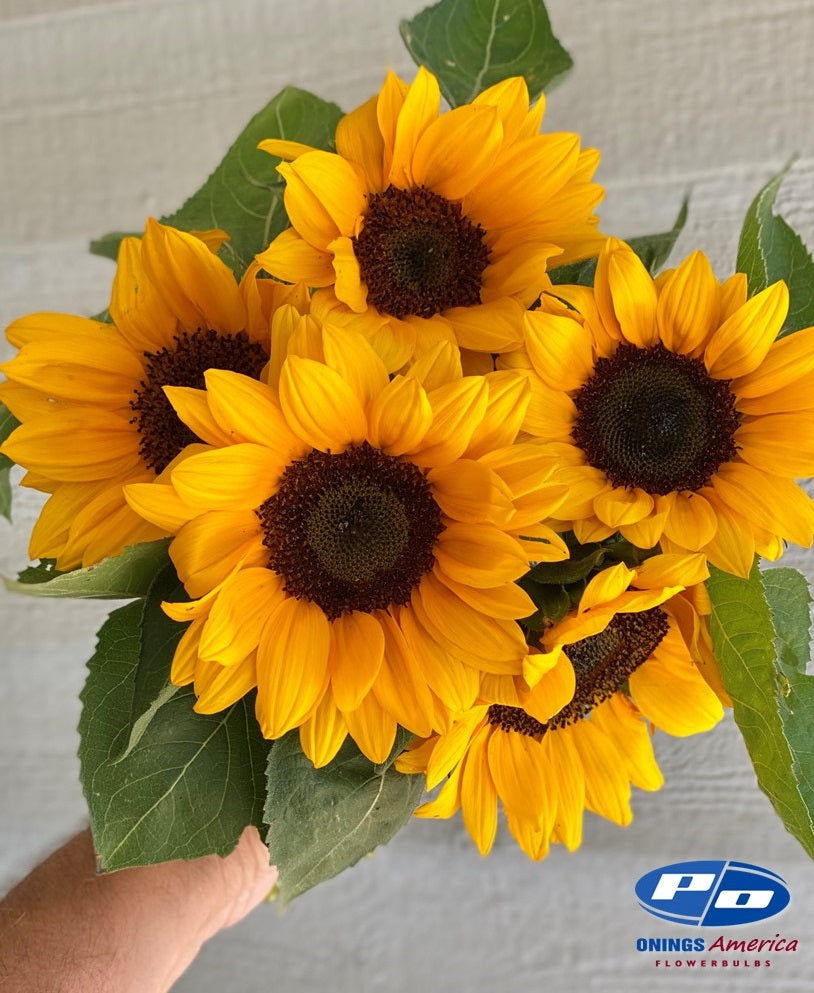 Italian Girasole (Sunflowers) 2x1000