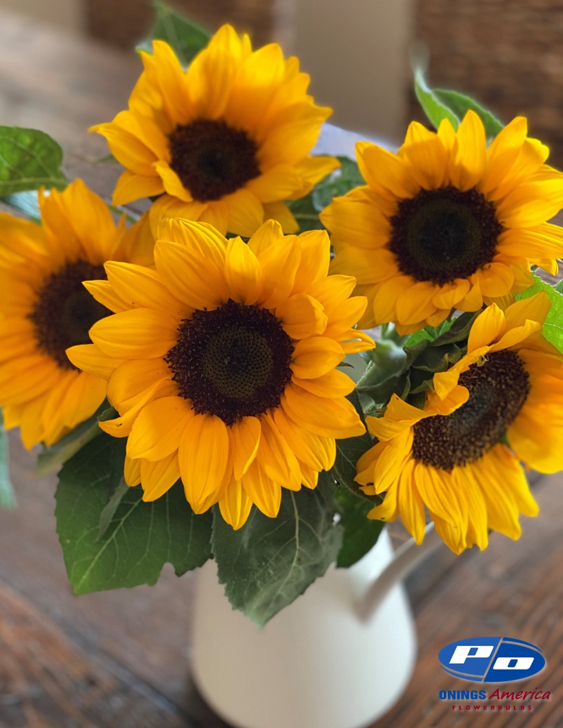 Italian Girasole (Sunflowers) 2x1000