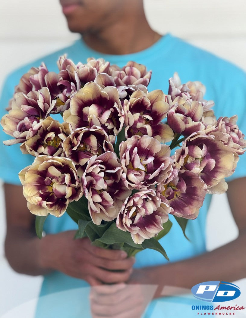 Tulip: Wyndham (ship week 43)