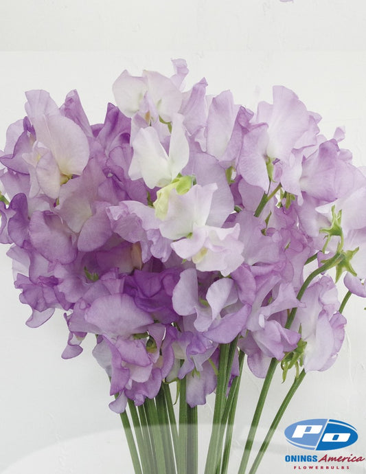 Japanese Lathyrus Sweet Pea