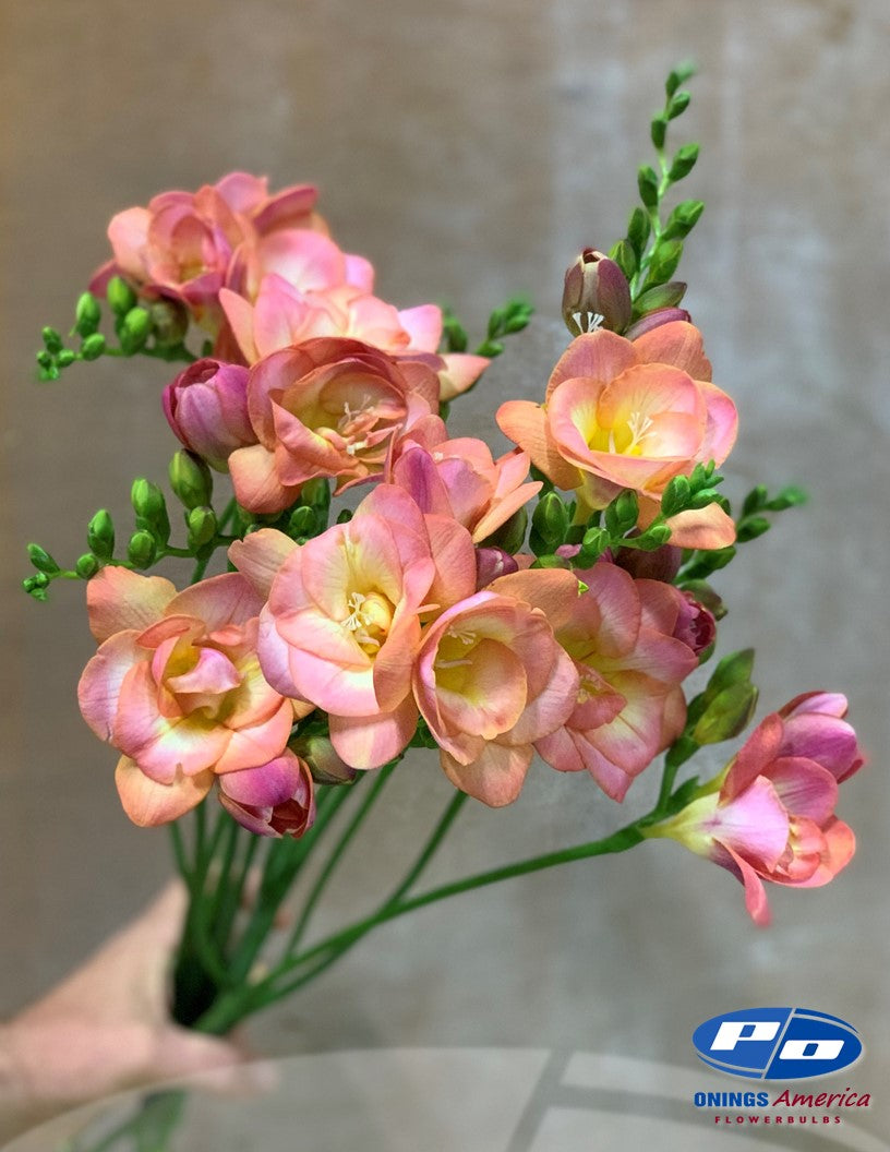 Freesia - Ship week 45 - 2025