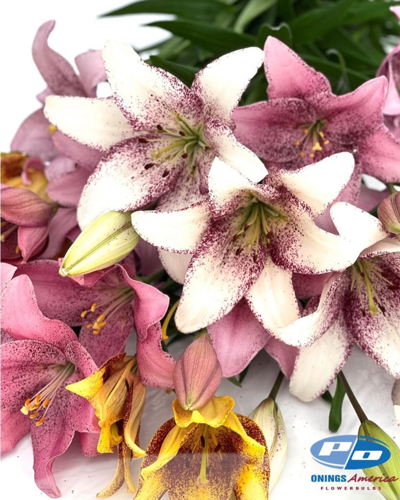 Sweet Sugar LxA Hybrid Lily – Shop Onings America