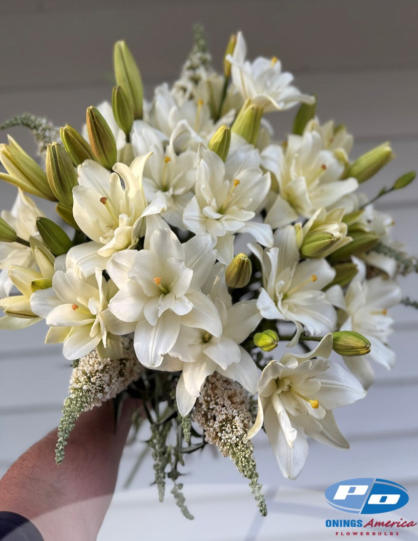 Lilies : Belvedere lilies