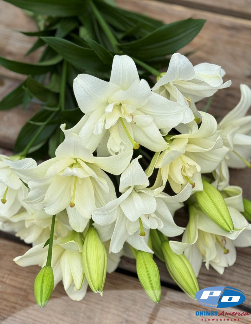 Lilies : Belvedere lilies