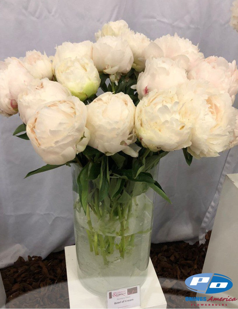 Peony 20 Bowl of Creme 5/8 eyes (March 2026 shipping) Shop Onings