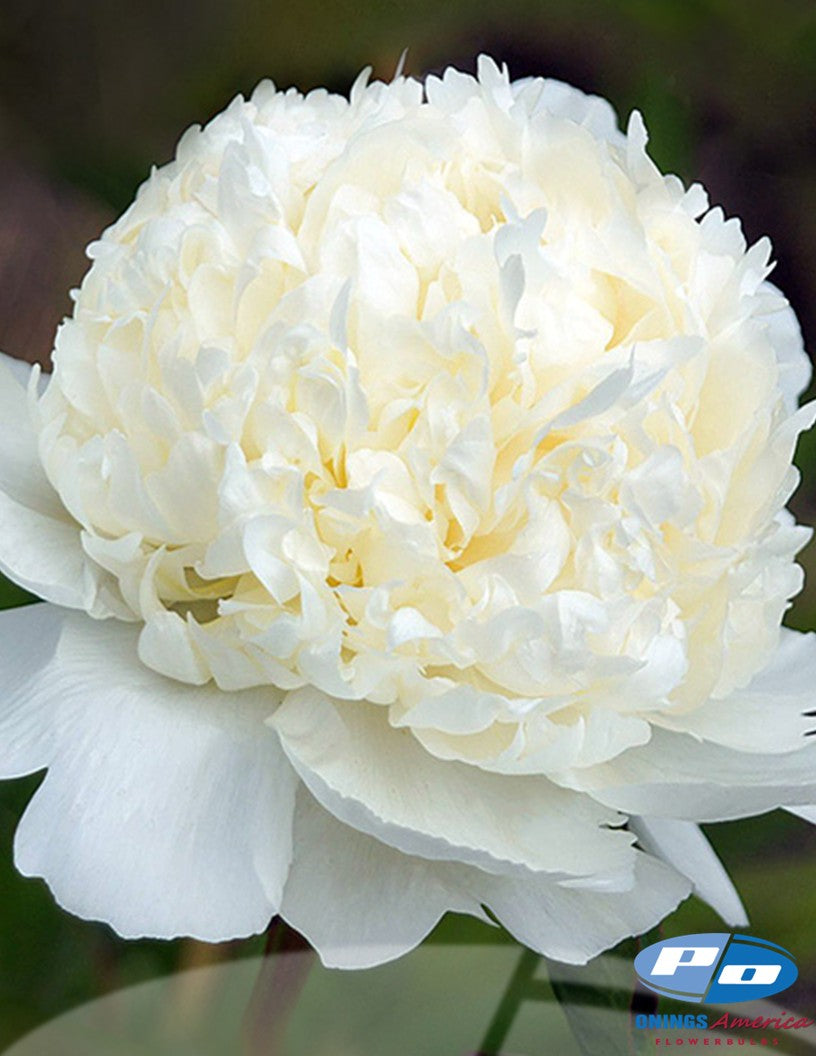 Peony: 20 Bridal Shower 5/8 eyes