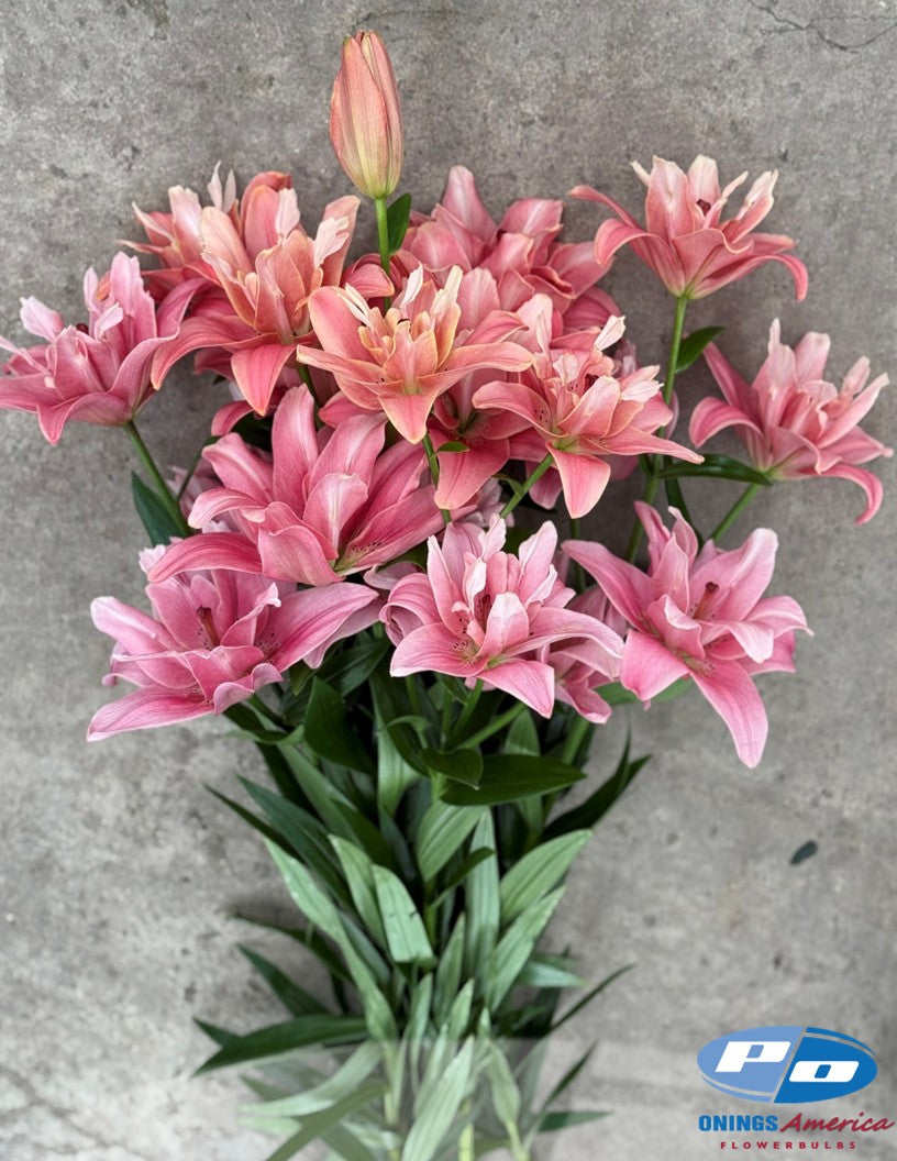 Lilies : Butterfly beauties (ship week 4-2026)