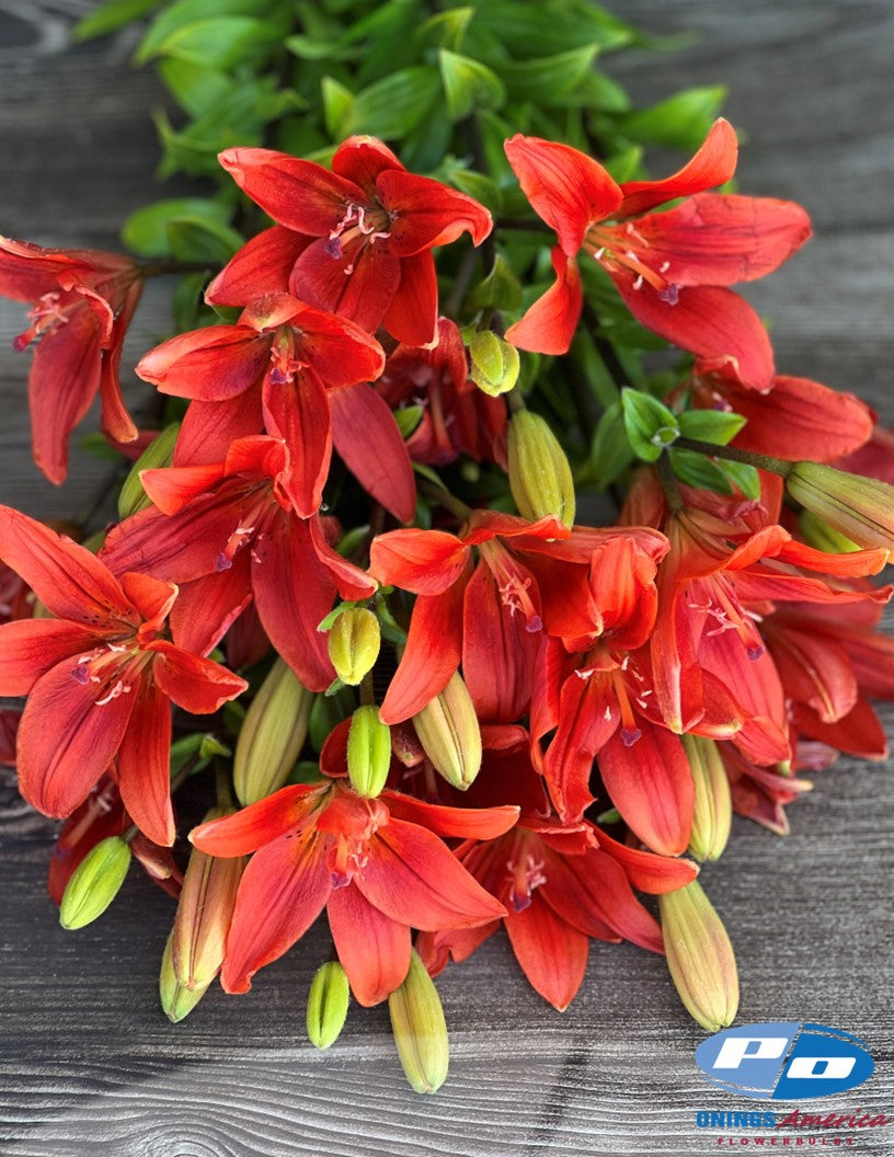 Lilies : American Classic LxA Hybrid lily Mix (ship week 8 - 2026)