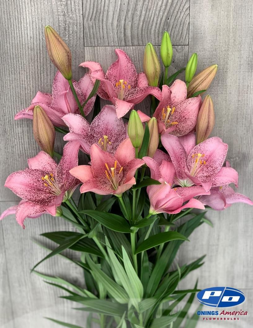 Sweet Sugar LxA Hybrid Lily