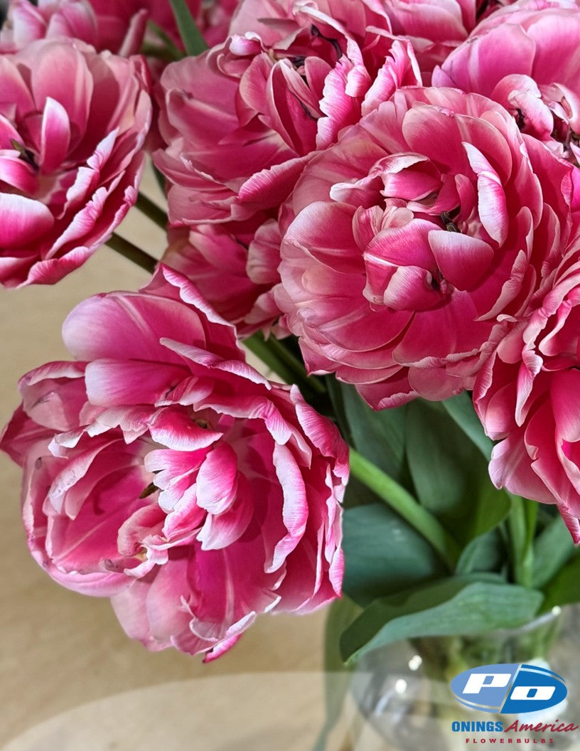 Tulips and more : Mix (ship week 51)