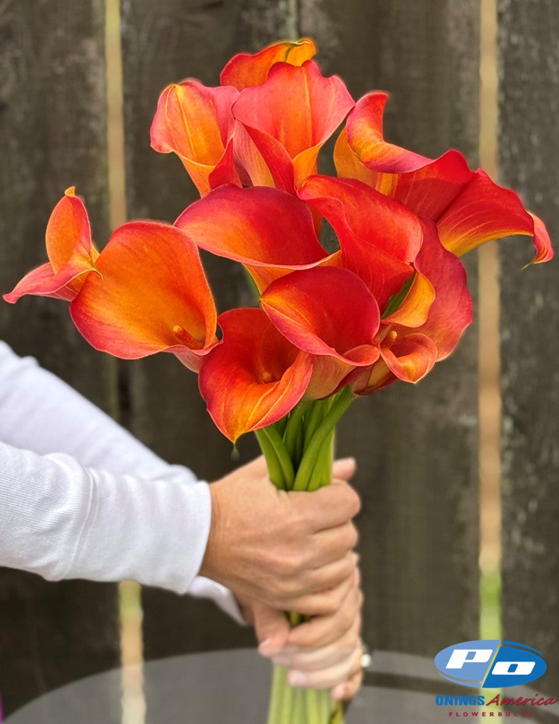 Calla Lilies: 4 x 25 pack