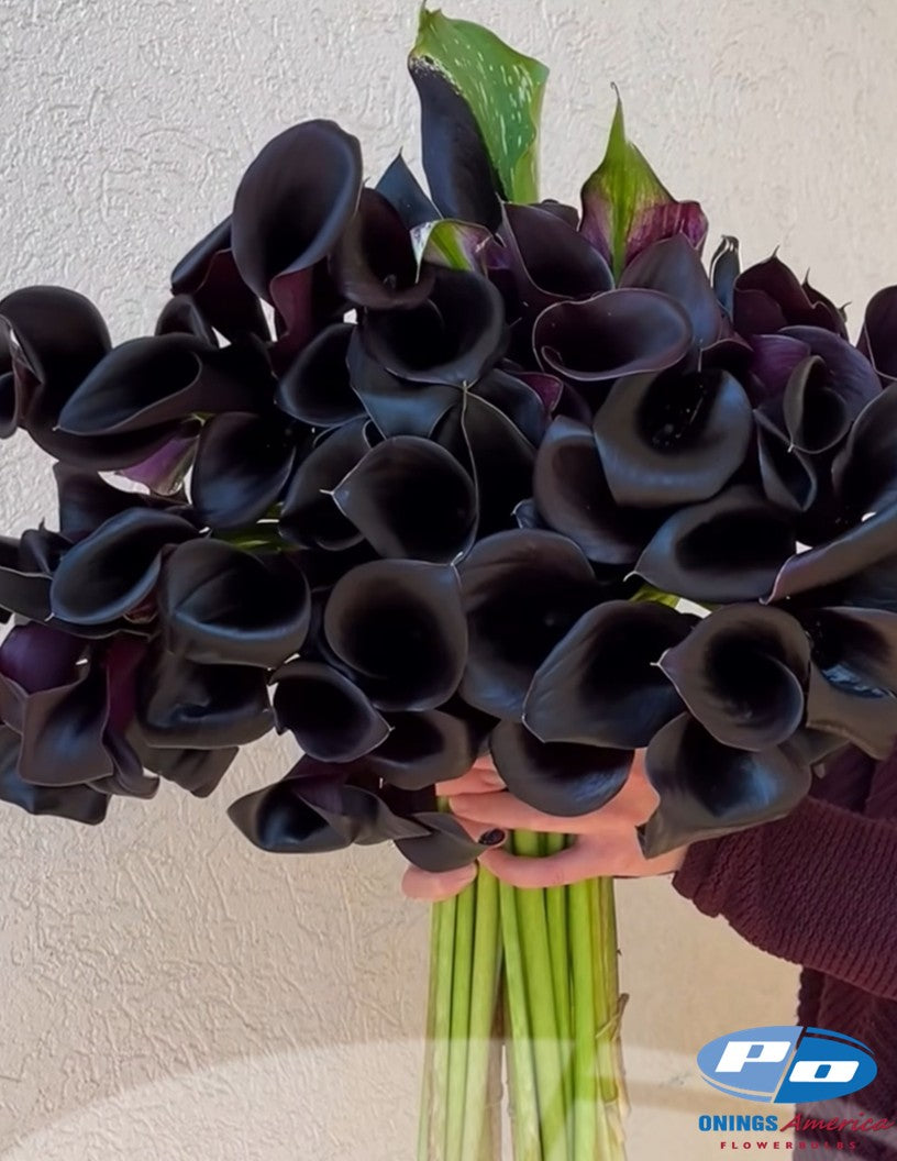 Calla Lilies: 4 x 25 pack