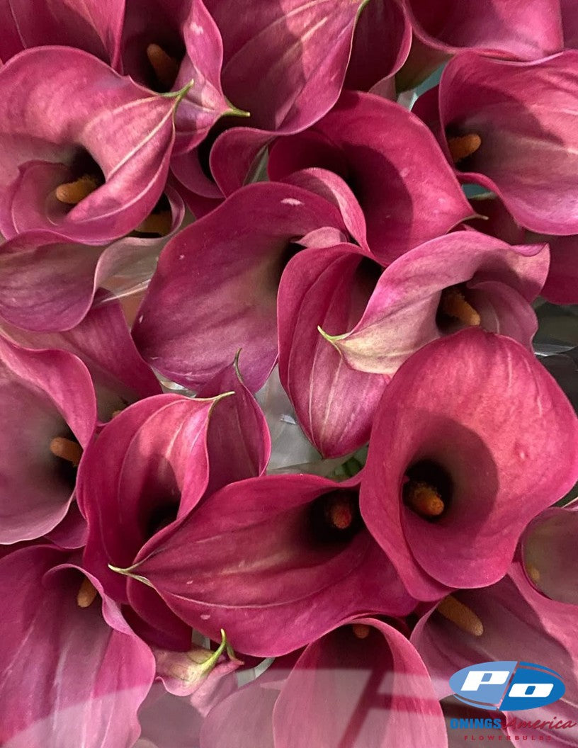 Calla Lilies: 4 x 25 pack